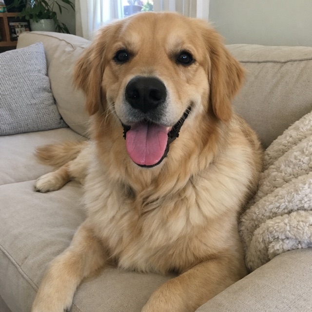 Biscuit the golden retriever